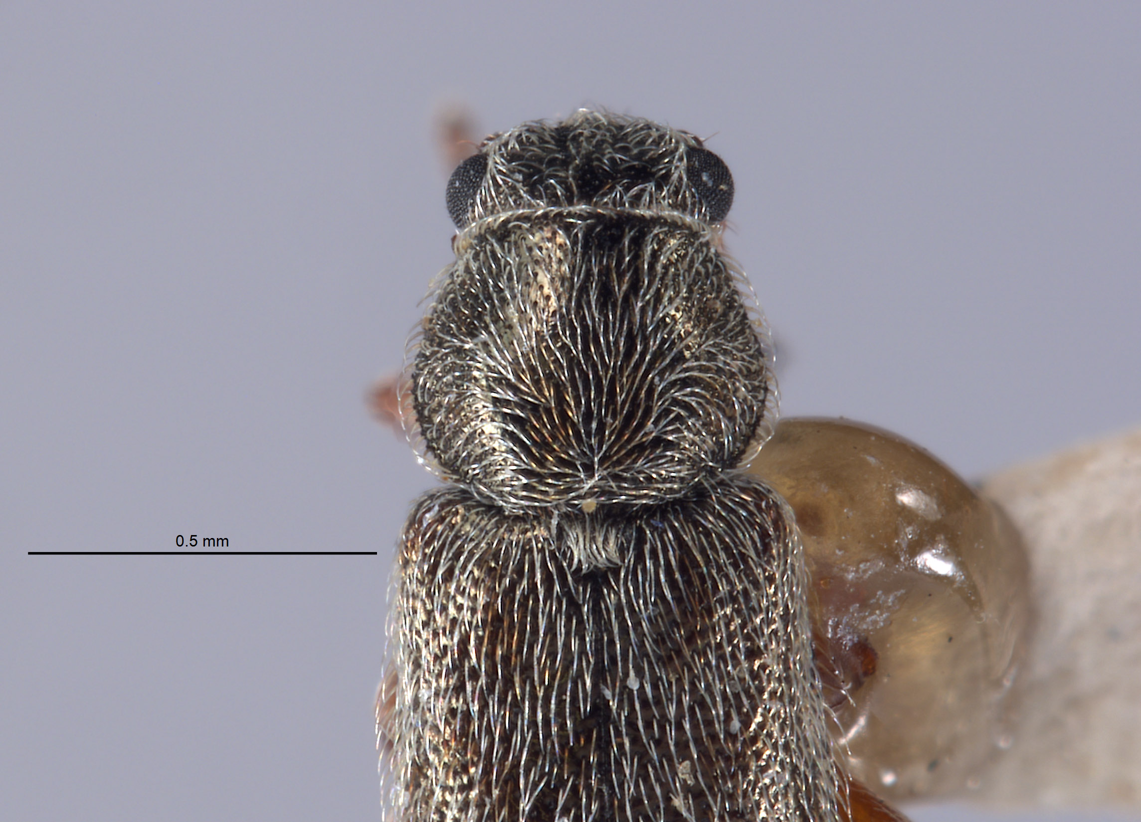 Listrus coronadensis image