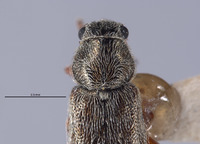 Listrus coronadensis image