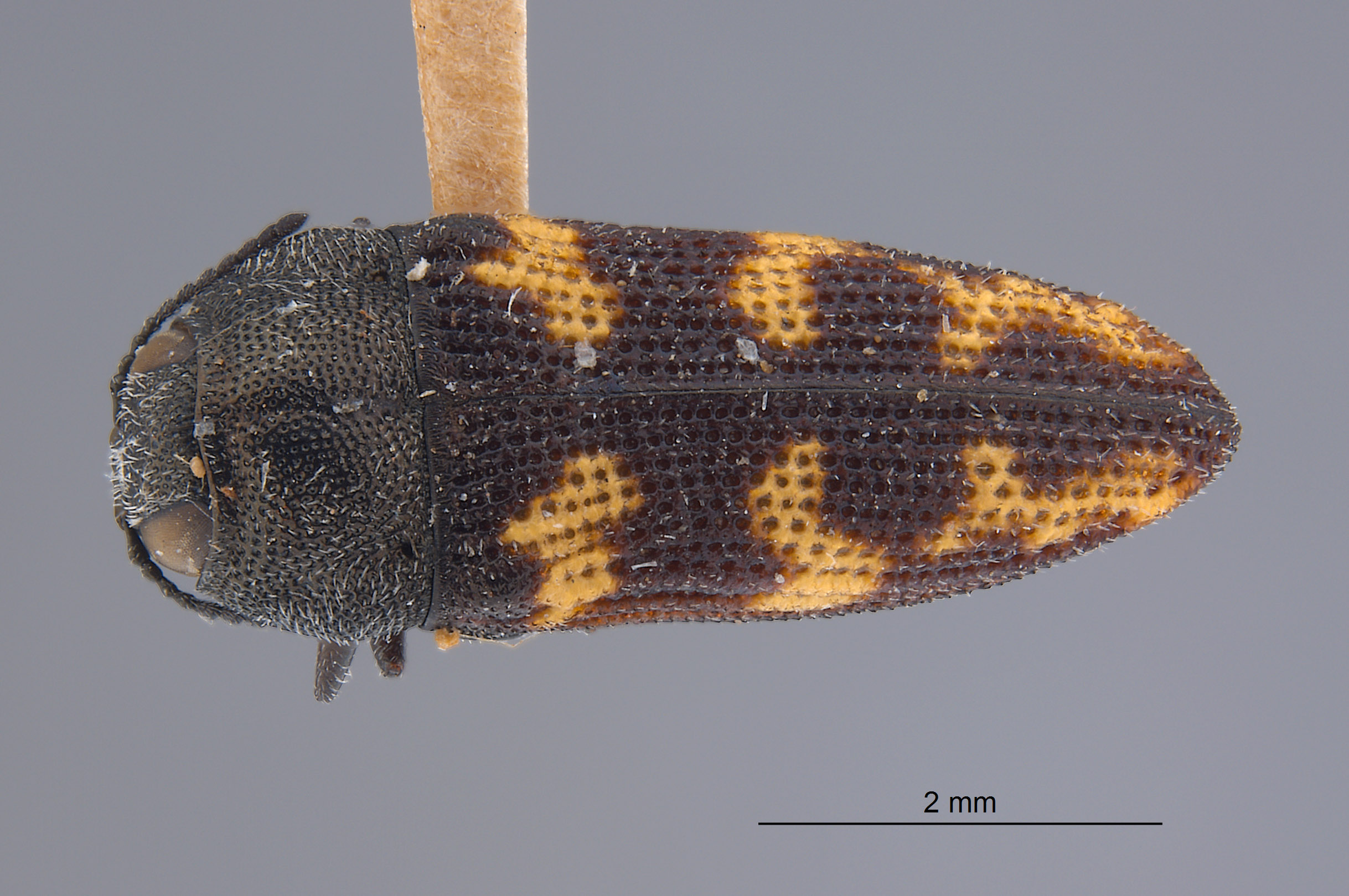 Acmaeodera lucana image