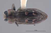 Chrysobothris rossi image