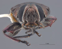 Chrysobothris rossi image