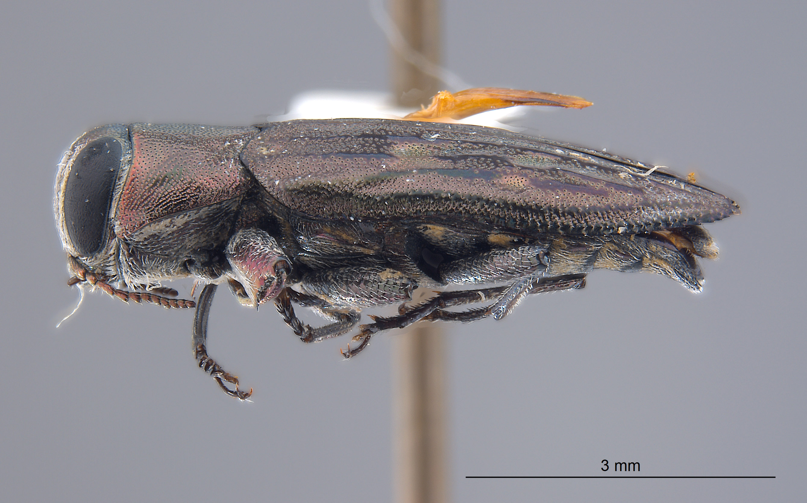 Chrysobothris rossi image