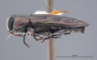 Chrysobothris rossi image