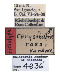 Chrysobothris rossi image