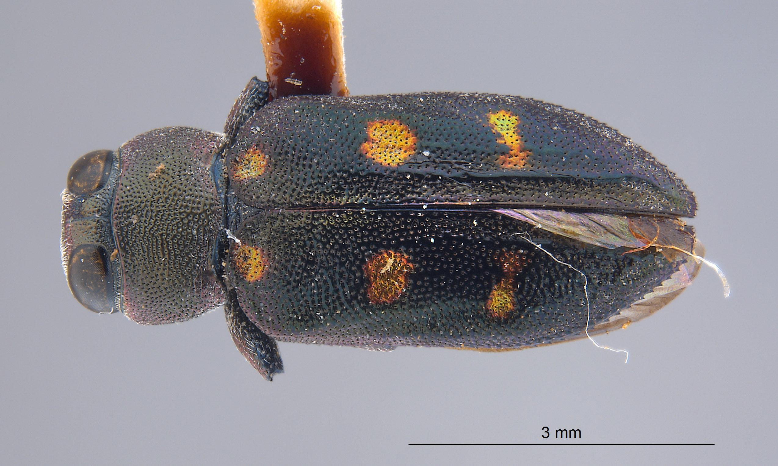 Chrysobothris martha image