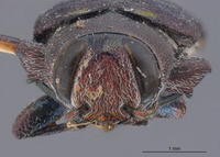 Chrysobothris martha image