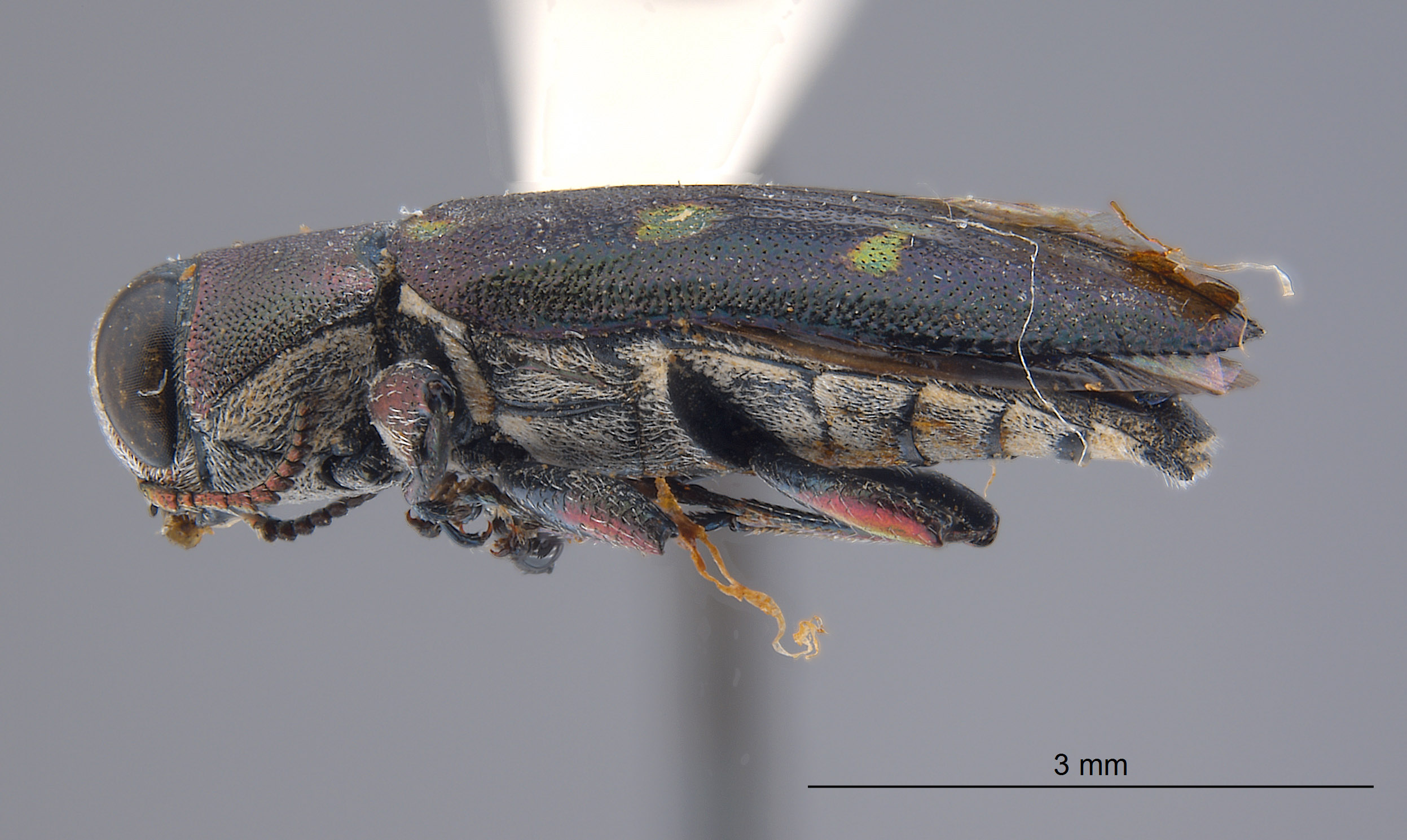 Chrysobothris martha image