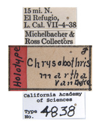 Chrysobothris martha image