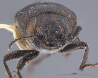 Hippomelas granulatus image