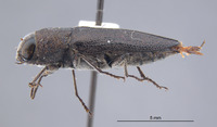 Hippomelas granulatus image