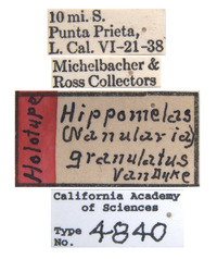 Image of Hippomelas granulatus