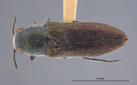 Hippomelas inyoensis image