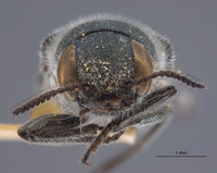 Image of Hippomelas inyoensis