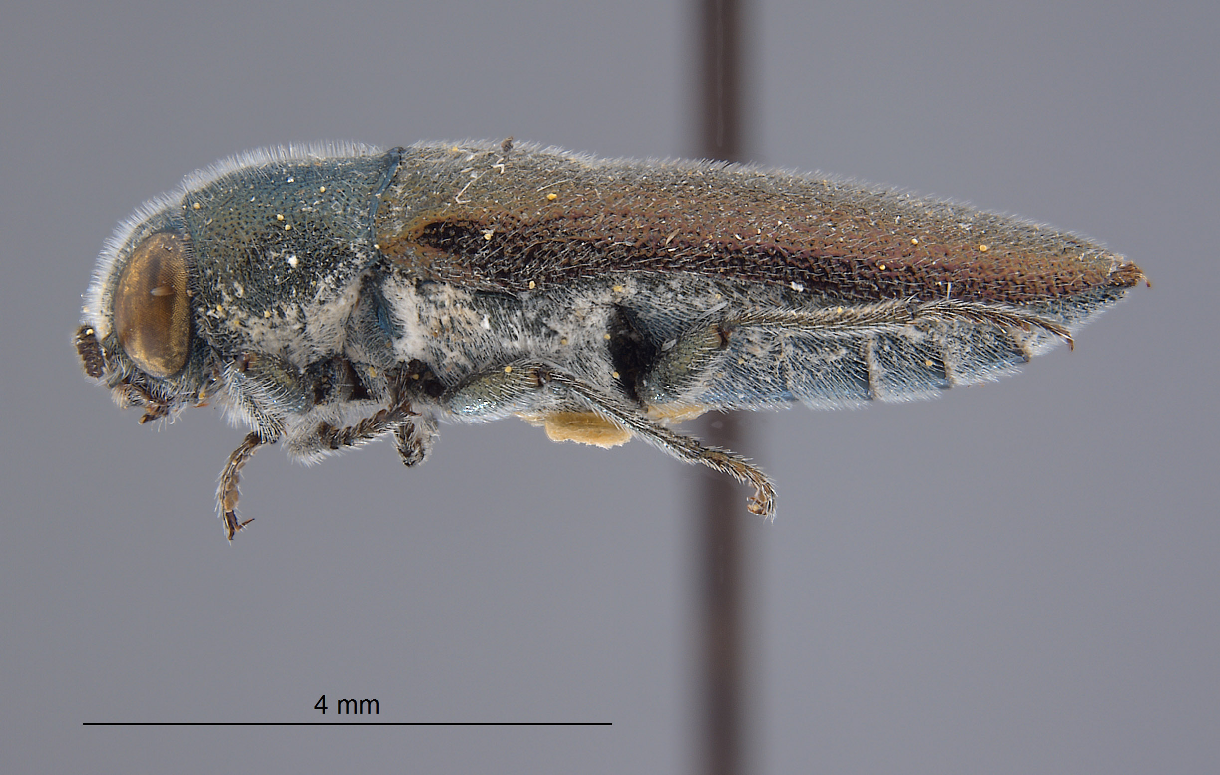 Chrysochroinae image