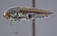 Hippomelas inyoensis image