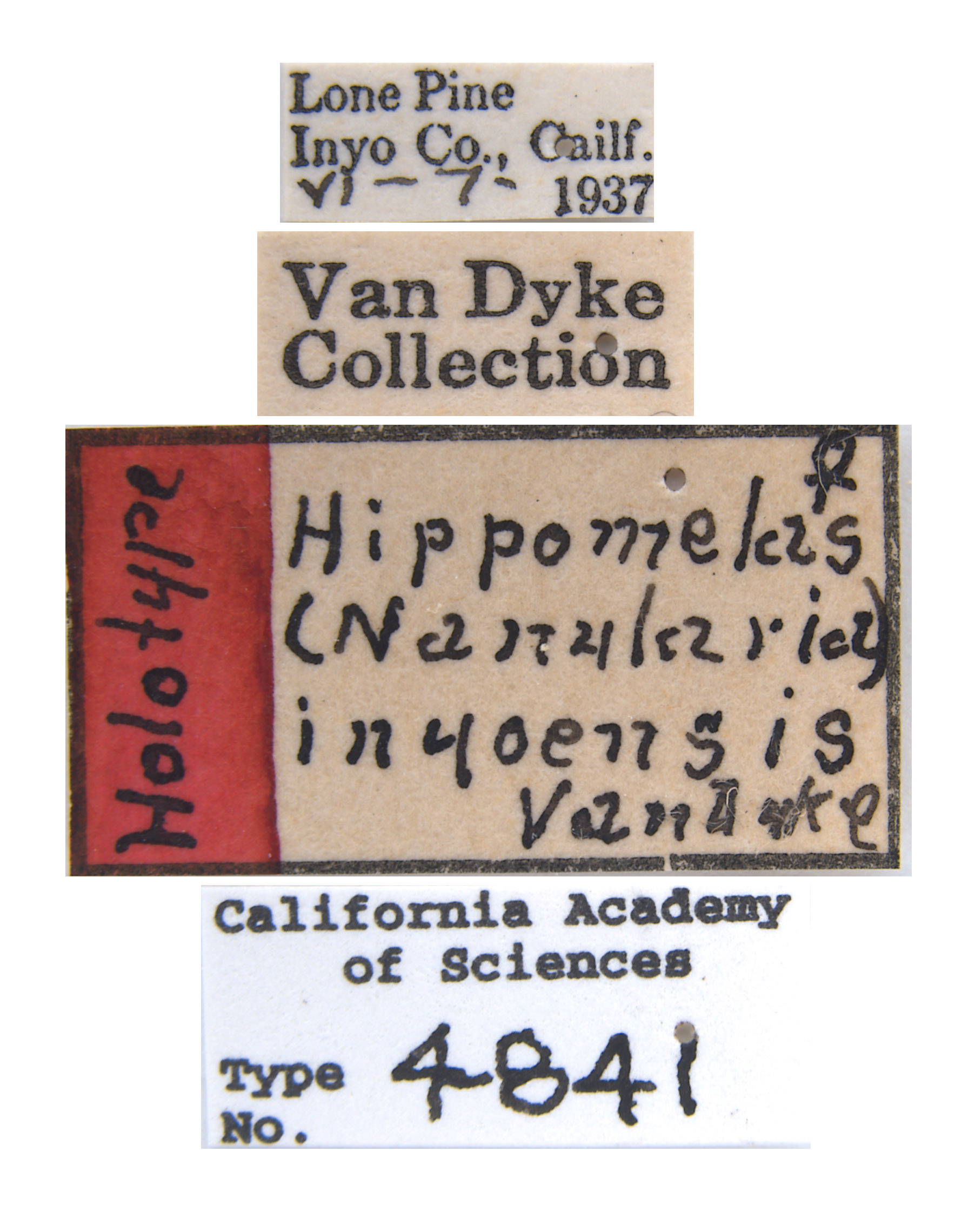 Hippomelas inyoensis image