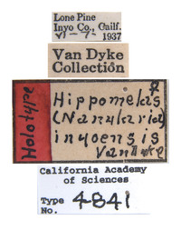 Hippomelas inyoensis image