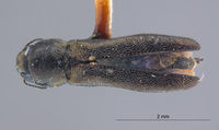 Agrilus peninsularis image
