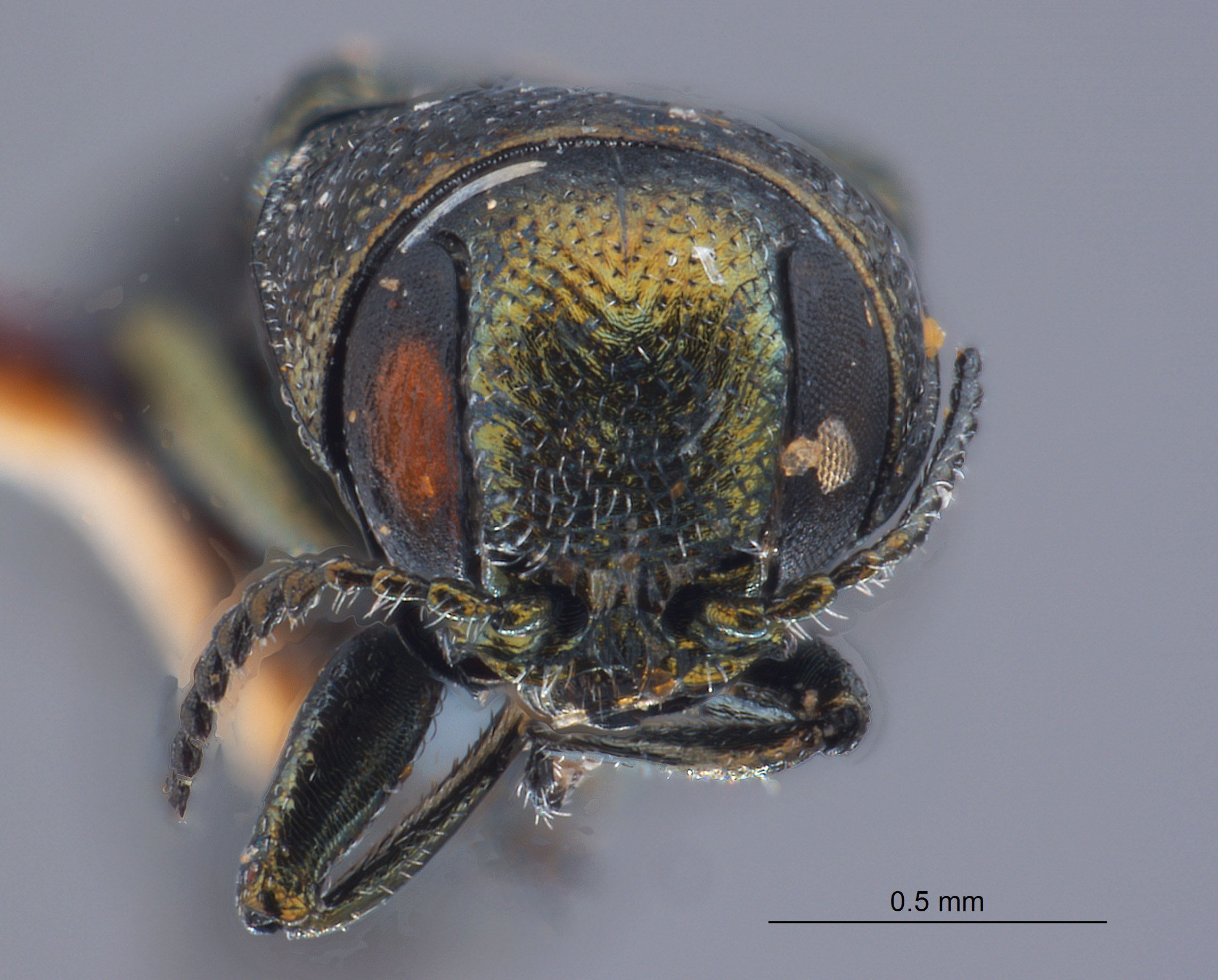 Agrilus peninsularis image