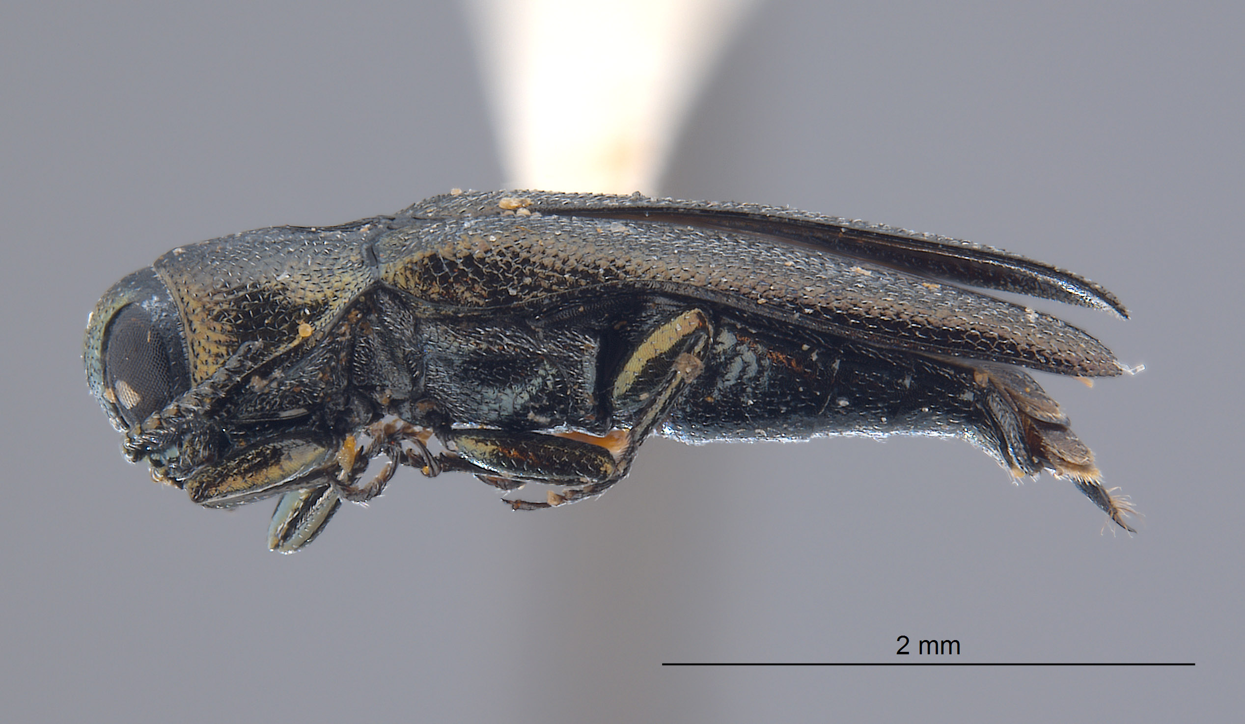 Agrilus image