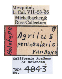 Agrilus peninsularis image