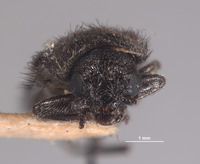 Trichochroides scabricollis image