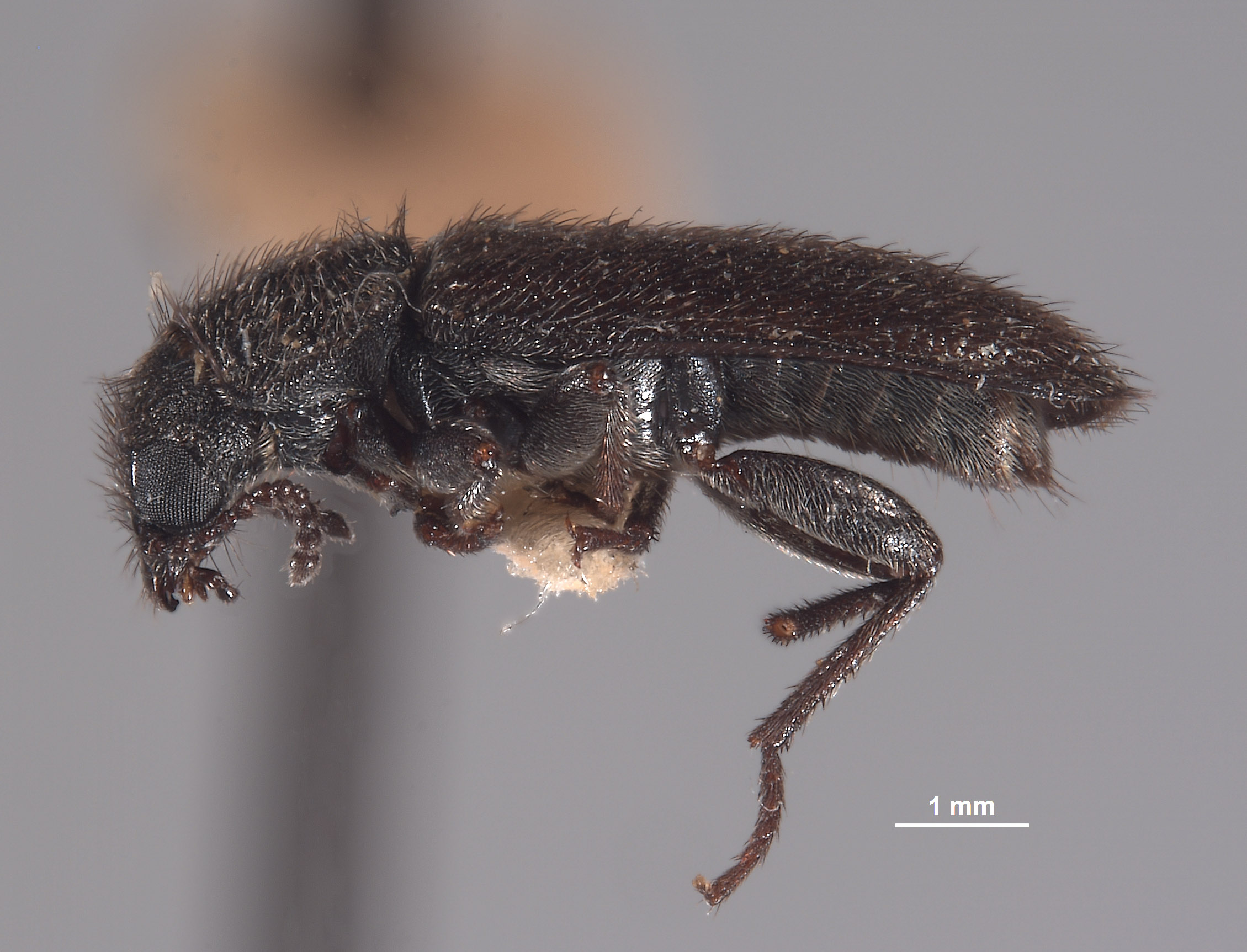 Trichochroides scabricollis image