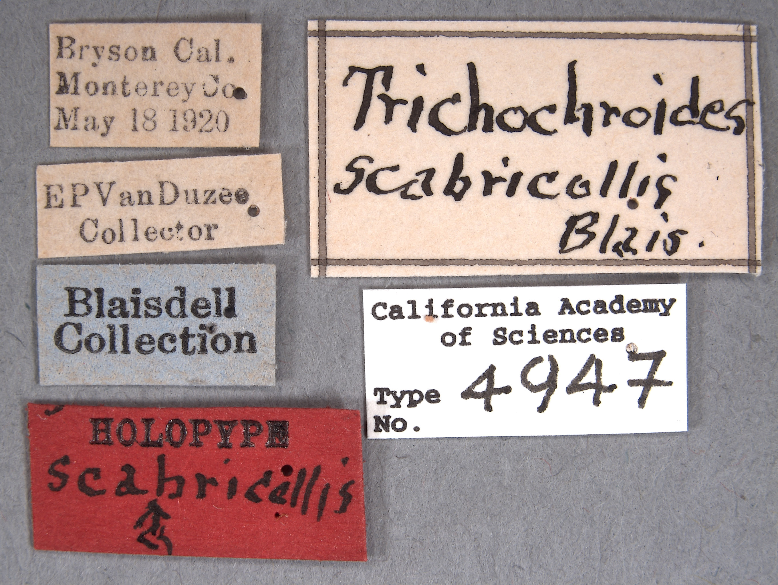Trichochroides scabricollis image