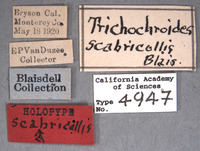 Trichochroides scabricollis image