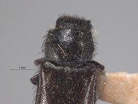 Trichochroides scabricollis image