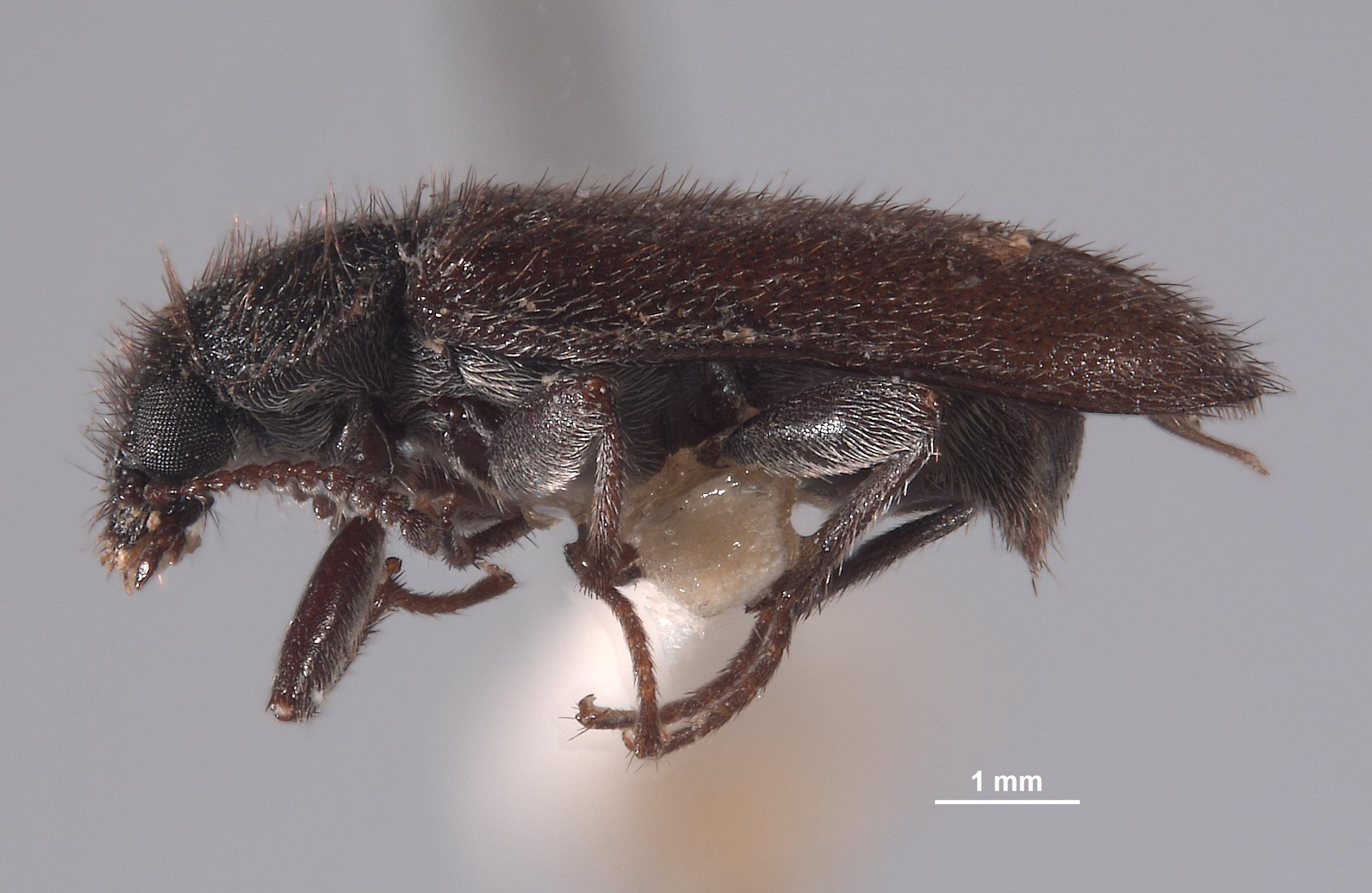 Trichochroides falsus image