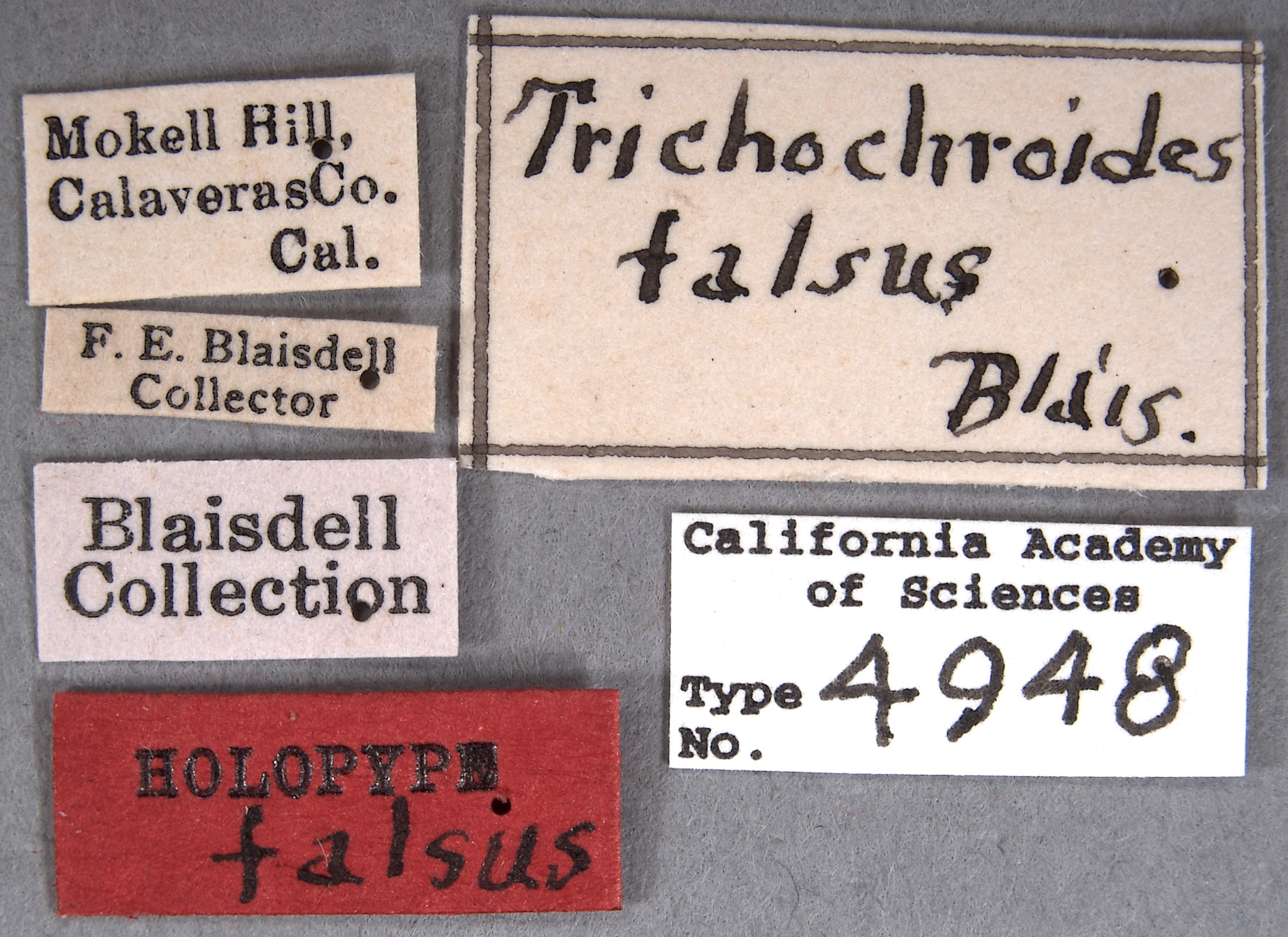 Trichochroides falsus image