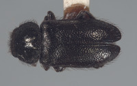 Trichochroides nunenmacheri image