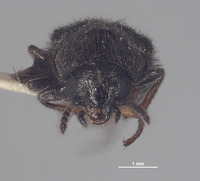 Trichochroides nunenmacheri image