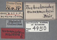 Trichochroides nunenmacheri image