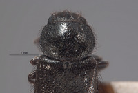 Trichochroides nunenmacheri image