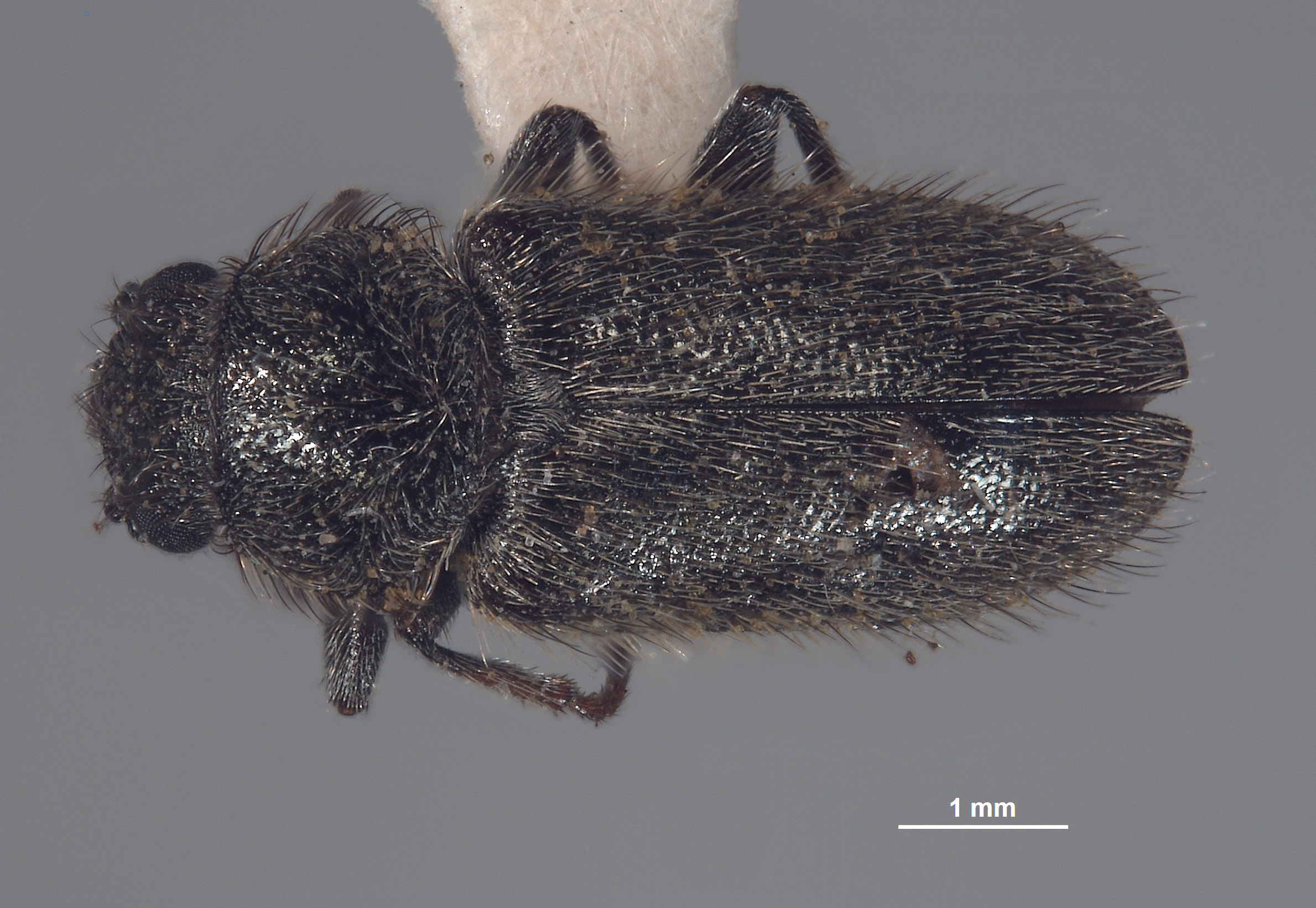 Trichochroides crassicornis image