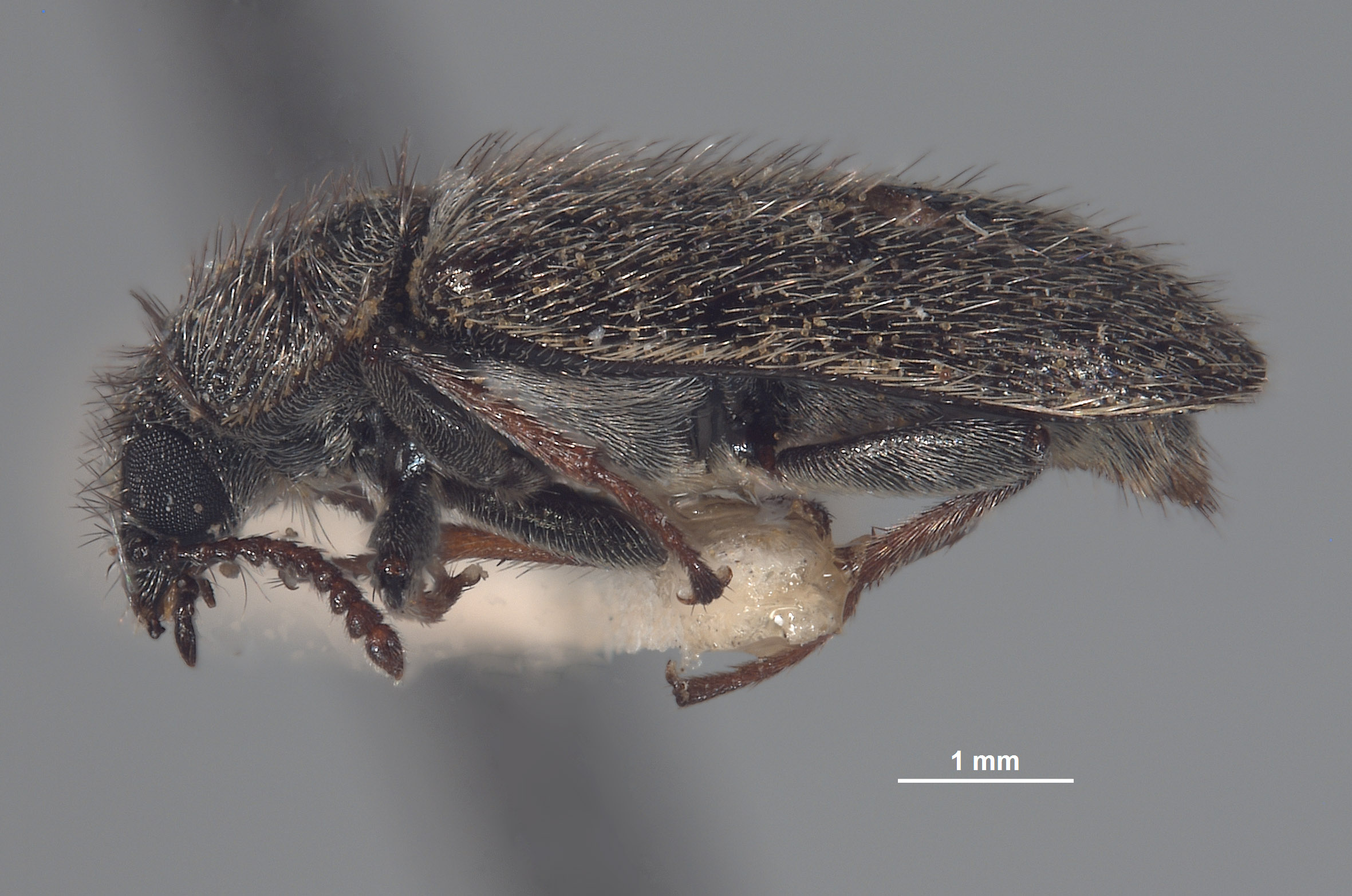 Trichochroides crassicornis image