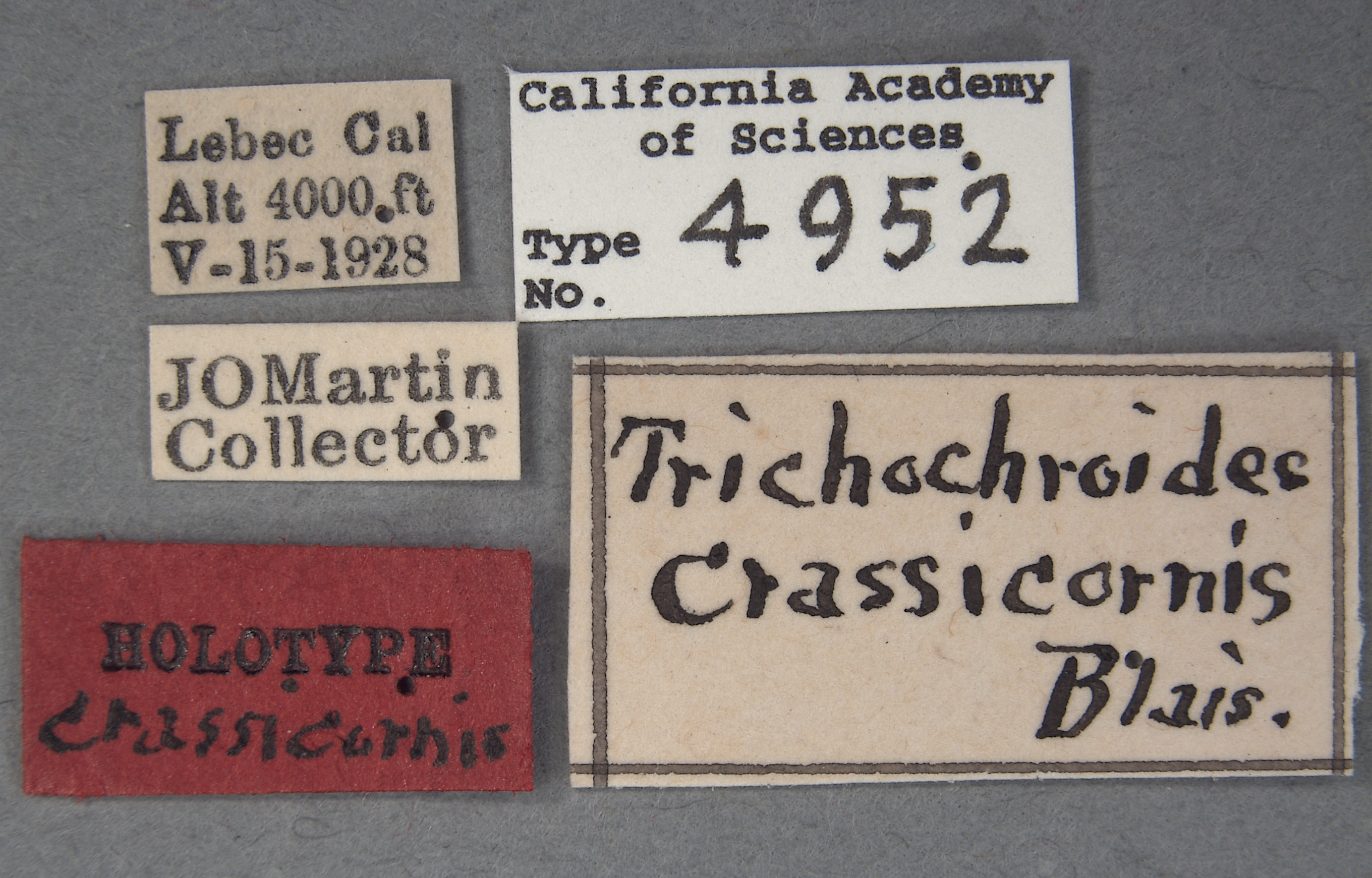 Trichochroides crassicornis image