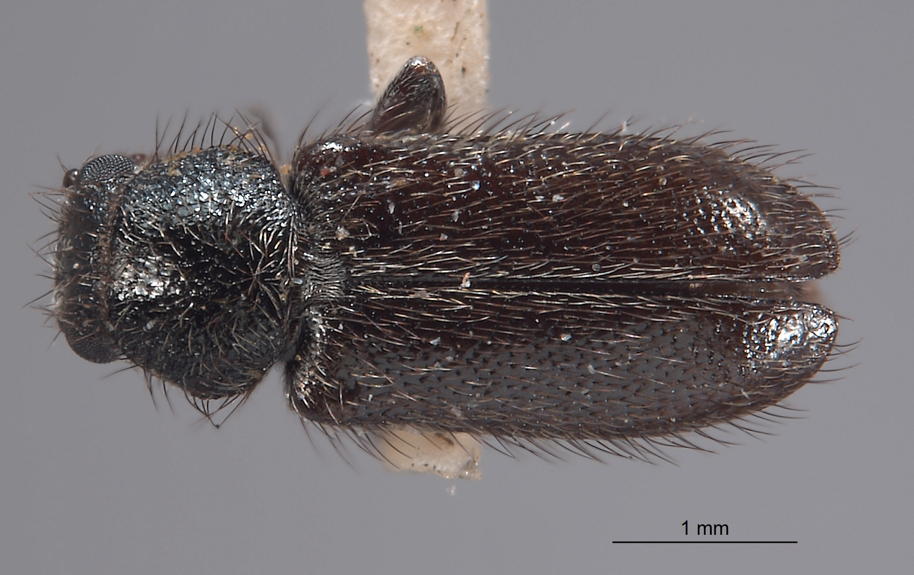 Trichochroides parvicollis image