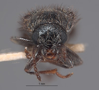 Trichochroides parvicollis image