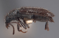 Trichochroides parvicollis image