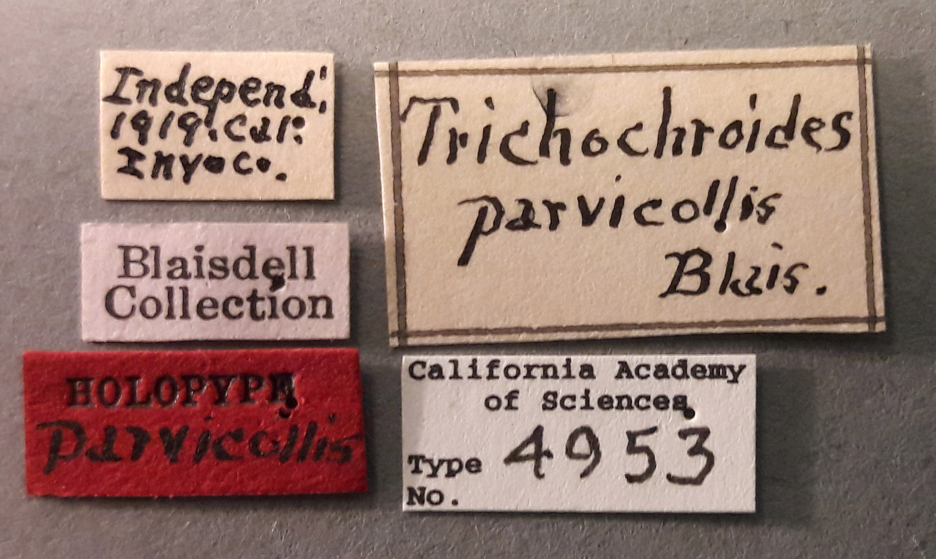 Trichochroides parvicollis image