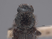 Trichochroides parvicollis image