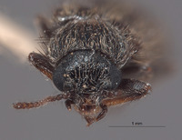 Trichochroides virilis image