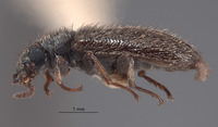 Trichochroides virilis image