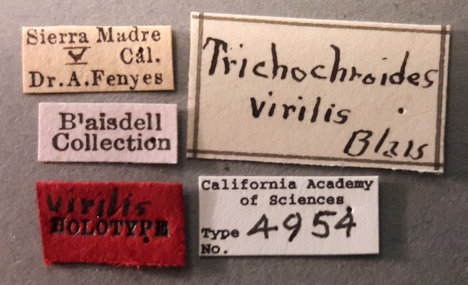 Trichochroides virilis image