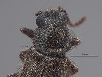 Trichochroides virilis image