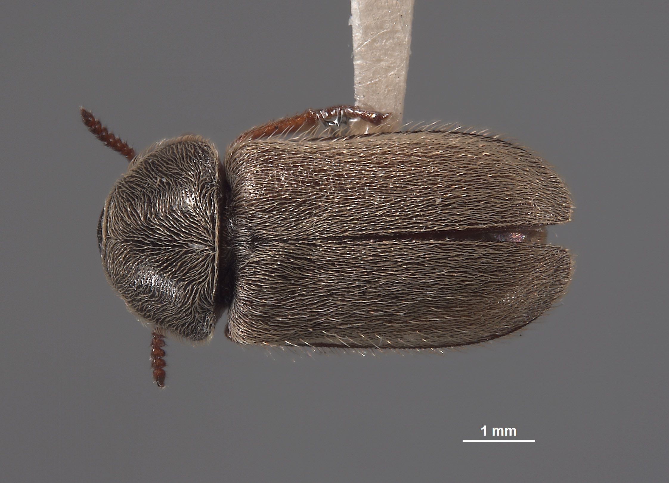 Eutrichopleurus concinnus image