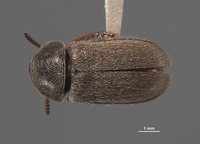 Eutrichopleurus concinnus image